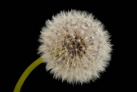  blow ball isolated on black backgroundの写真素材