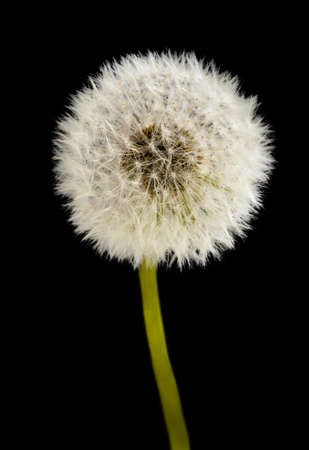 blow ball isolated on black backgroundの写真素材
