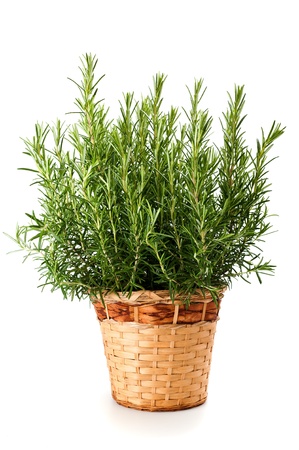 Rosemary plant in vase isolated on white backgroundの写真素材