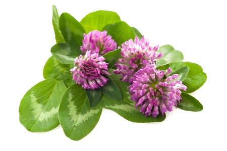 Red clover isolated on whiteの写真素材