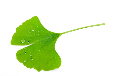 Ginkgo biloba leaf isolated on whiteの写真素材