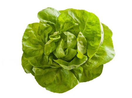  lettuce cap isolated on whiteの写真素材