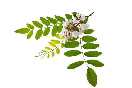Acacia leaves and flowers isolated on whiteの写真素材