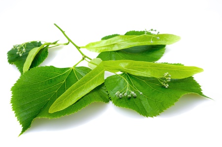 Linden leaf and flowers isolated on whiteの写真素材