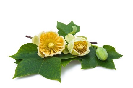 Tulipier leaves and flowers isolated on whiteの写真素材