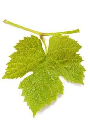 Vine leaf isolated on white backgroundの写真素材