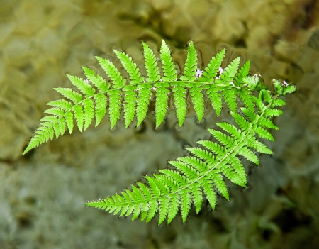 ferns  branches in the waterの写真素材