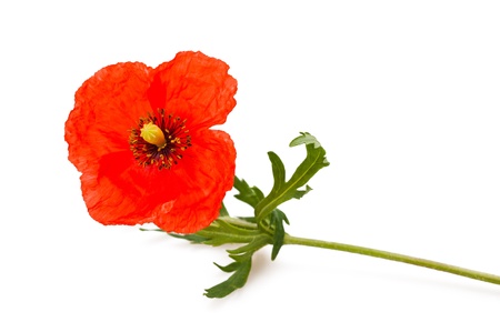 red poppy isolated on whiteの写真素材