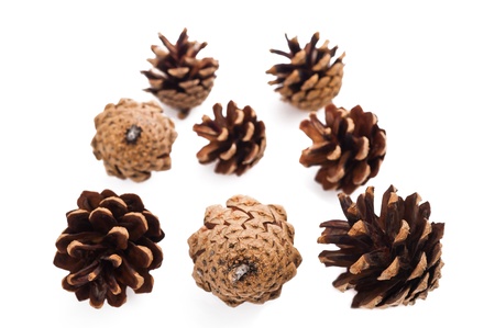 Pine cones group isolated on whiteの写真素材