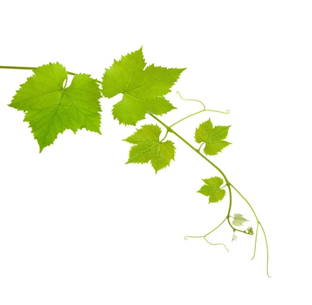 Vine branch isolated on white background Vine branch isolated on white background