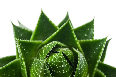 Aloe vera plant isolated on whiteの写真素材