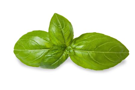 Basil leaves isolated on whiteの写真素材