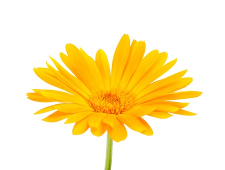 Calendula flover isolated on whiteの写真素材