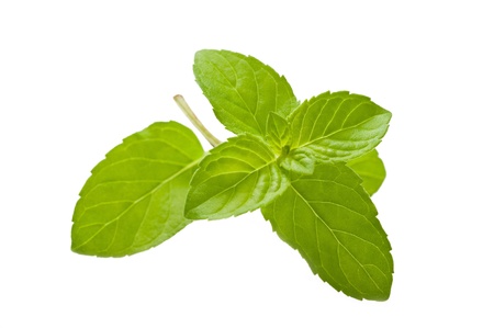 mint leaves isolated on white backgroundの写真素材