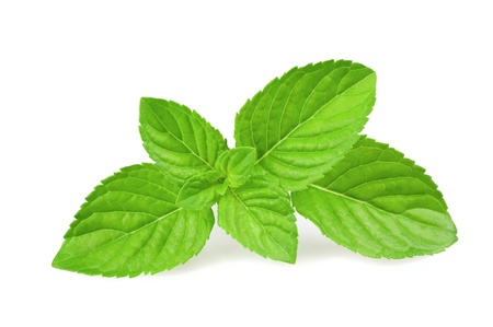 mint leaves isolated on white backgroundの写真素材