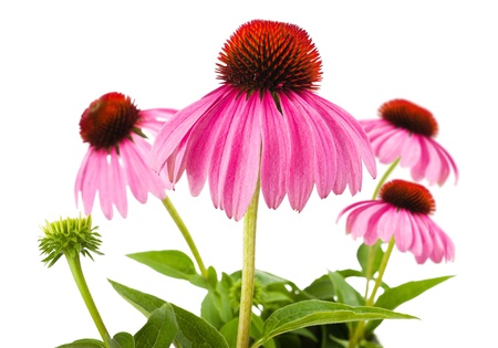 Coneflowers isolated on white backgroundの写真素材
