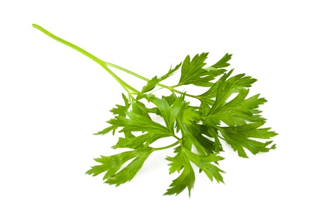 Parsley bunch  isolated on whiteの写真素材