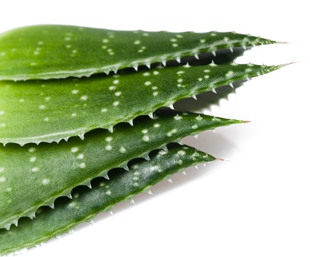 Aloe leaves isolated on whiteの写真素材