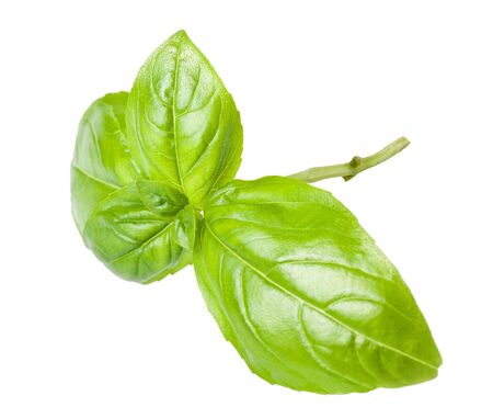 Basil leaves isolated on whiteの写真素材