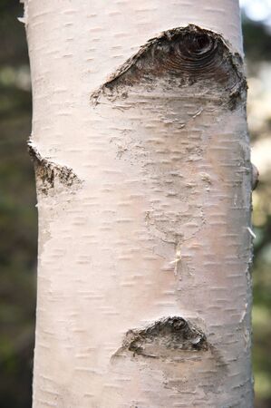 Birch tree with peeling barkの写真素材