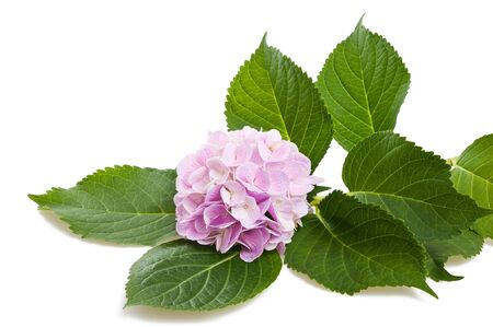 Hortensia flowers and leaves isolated on whiteの写真素材