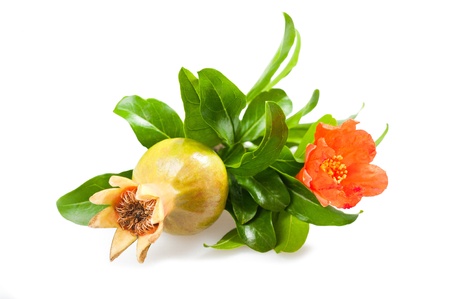  pomegranate flower and fruit isolatedの写真素材