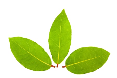 Laurel leaves isolated on whiteの写真素材