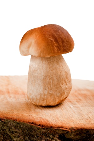 Mushroom boletus edulis on woodの写真素材