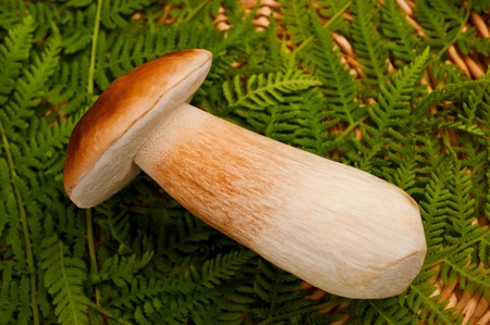 Mushroom in a basket with  fernsの写真素材