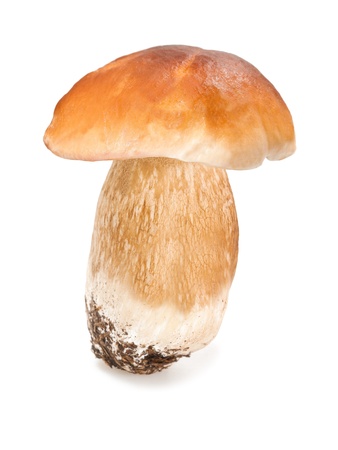 Mushroom boletus edulis on white backgroundの写真素材