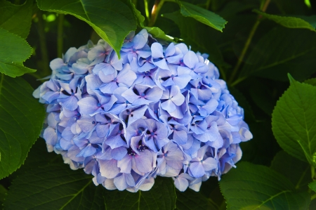 Hortensia flowers and leaves isolated on white