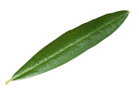 olive leaf isolated on whiteの写真素材