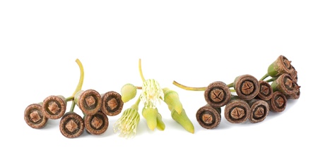 eucalyptus seeds isolated on whiteの写真素材