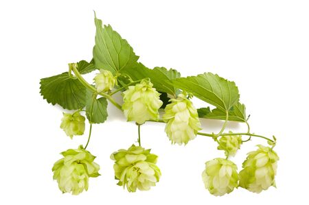 hops with leaves isolated on white