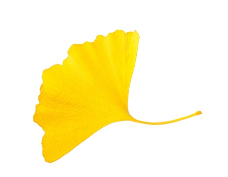 ginkgo leaf isolated on white
