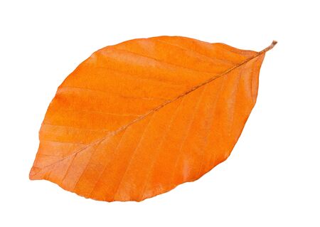 beech leaf isolated on whiteの写真素材