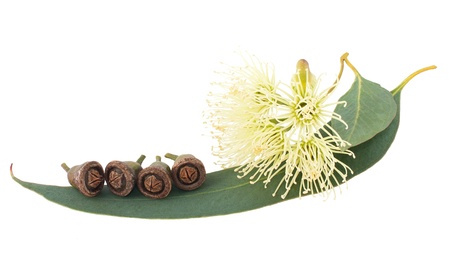Eucalyptus branch isolated on whiteの写真素材