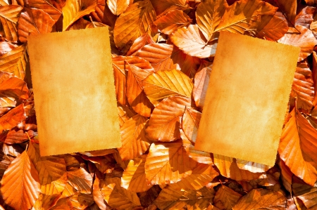 Pictures on dry  leaves backgroundの写真素材