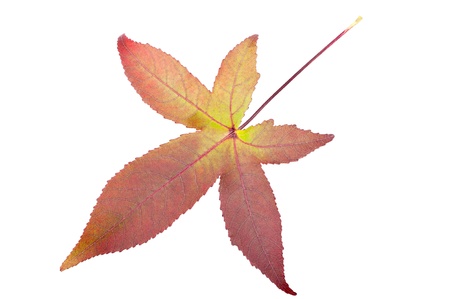 Red maple leaf isolated on whiteの写真素材