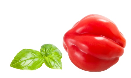 Basil and tomatoe isolated on whiteの写真素材