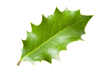  holly leaf isolated on whiteの写真素材