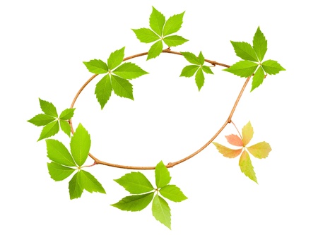Virginia creeper isolated on whiteの写真素材