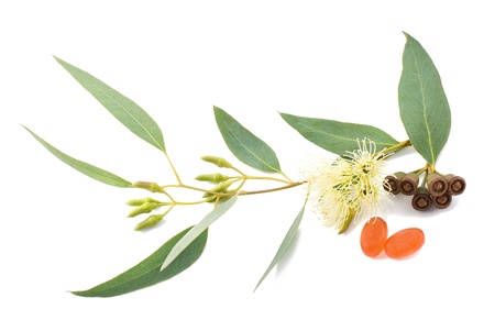 eucalyptus branch isolated on whiteの写真素材