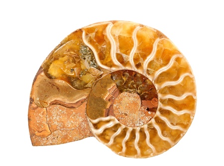 ammonite stone isolated on whiteの写真素材