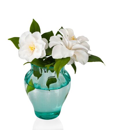 Camellia flower with leaves in vaseの写真素材
