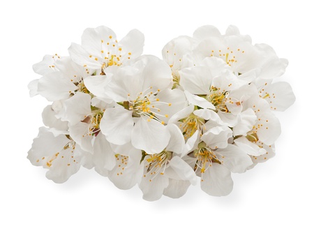 cherry blossoms isolated on whiteの写真素材