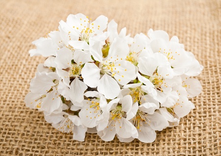 cherry blossoms on jute backgroundの写真素材