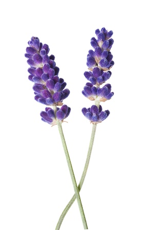 lavender flower isolated on whiteの写真素材