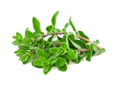 Fresh-picked marjoram isolated on whiteの写真素材