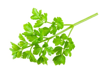 Bunch of parsley isolated on whiteの写真素材